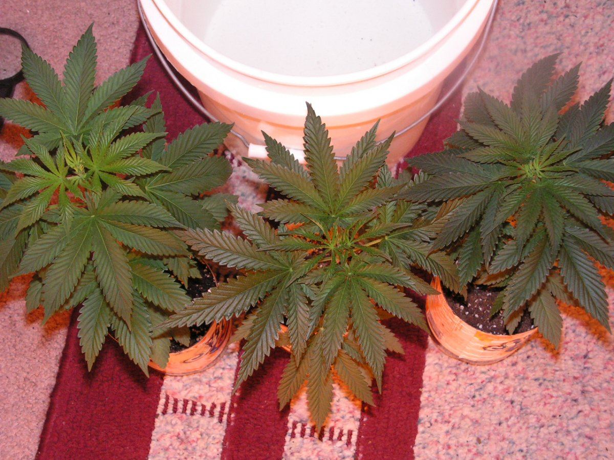 PI28