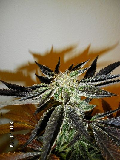 Pic 3