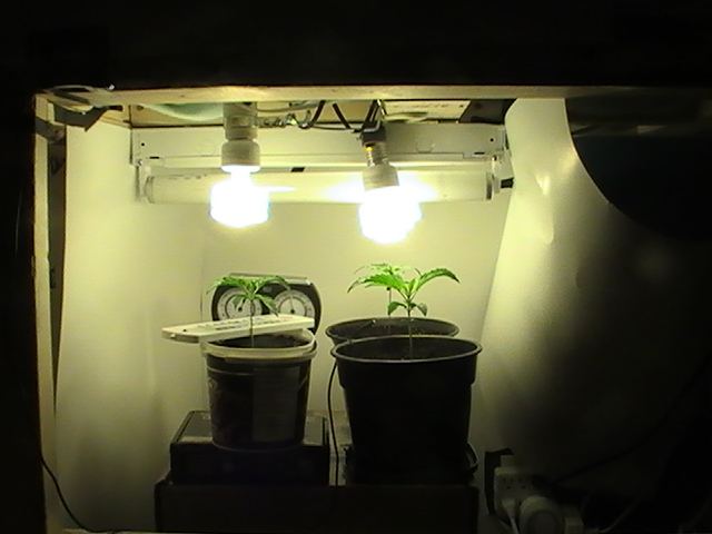 2nd Indoor Grow Cabinet With Cfls 3 Nl Skunk 1 Thcfarmer