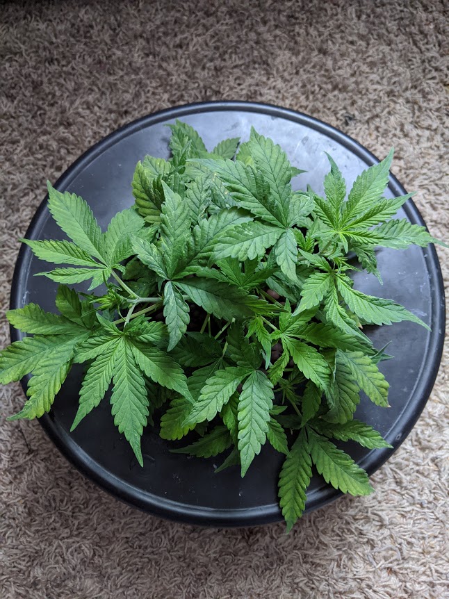 Picasso looking plants first timer 3