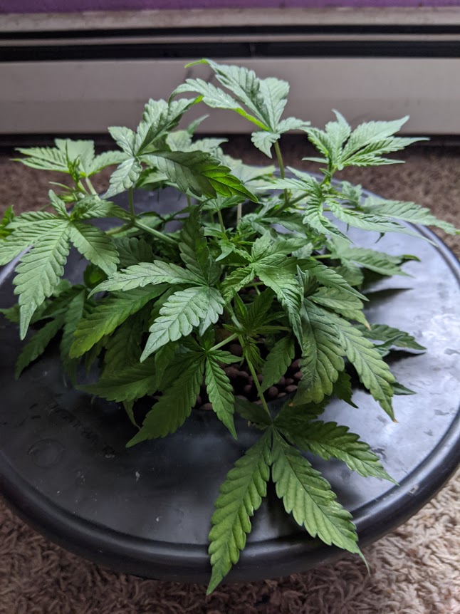 Picasso looking plants first timer 4