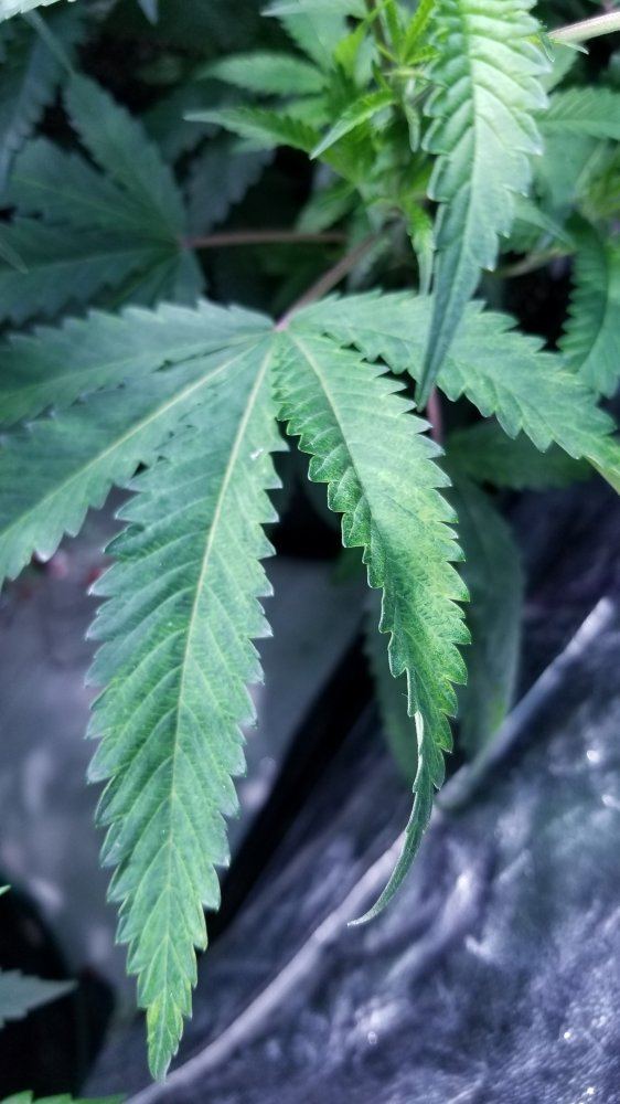 Pick your deficiency 3