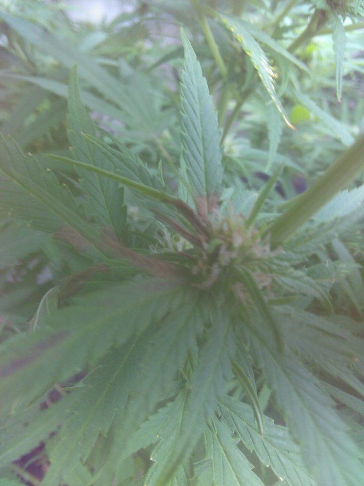 Pics first signs of bud rot or 3