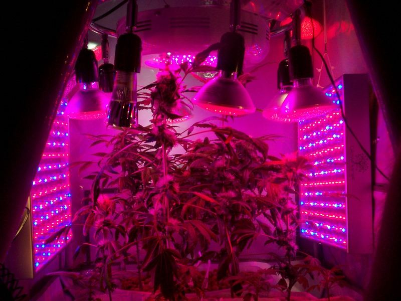 Pics from first led grow 5
