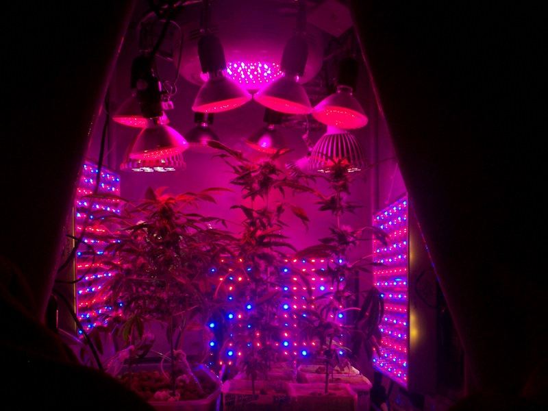 Pics from first led grow 6