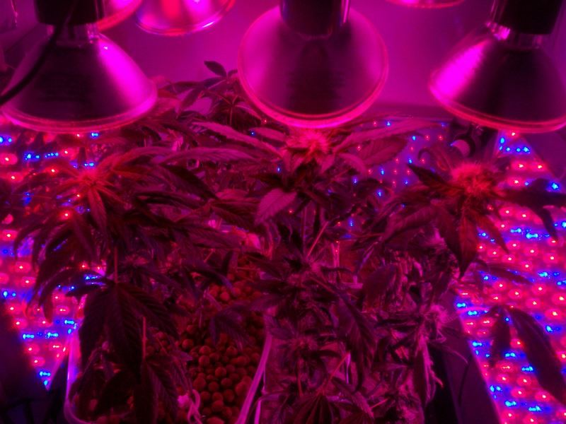 Pics from first led grow 7
