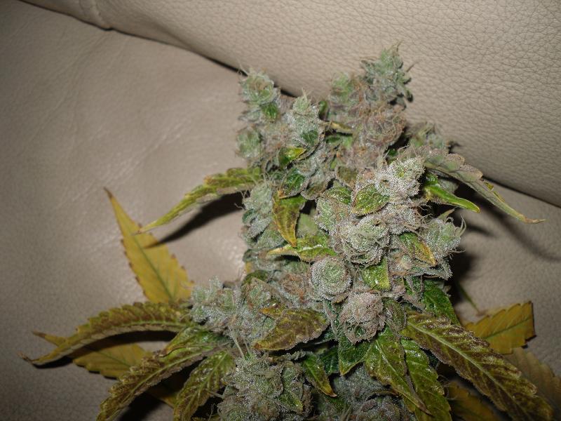 Pics of chemdawg4 x sour diesel