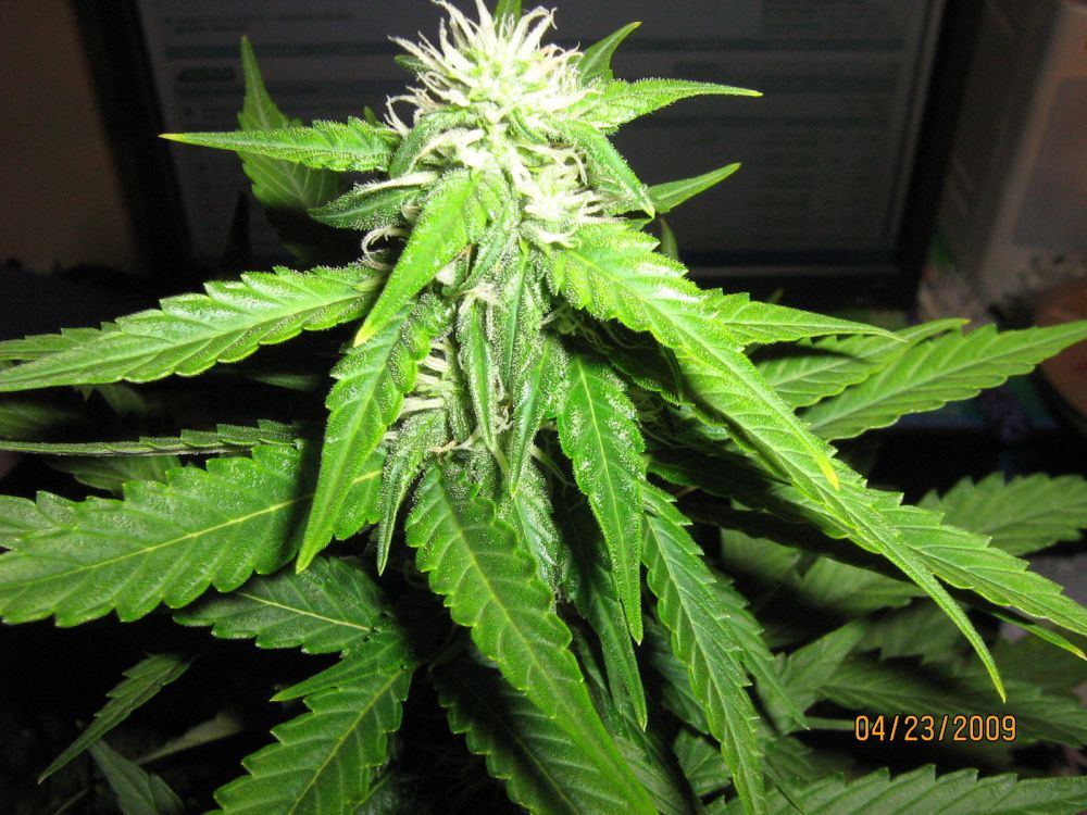 Pics of my 2 current grows 10