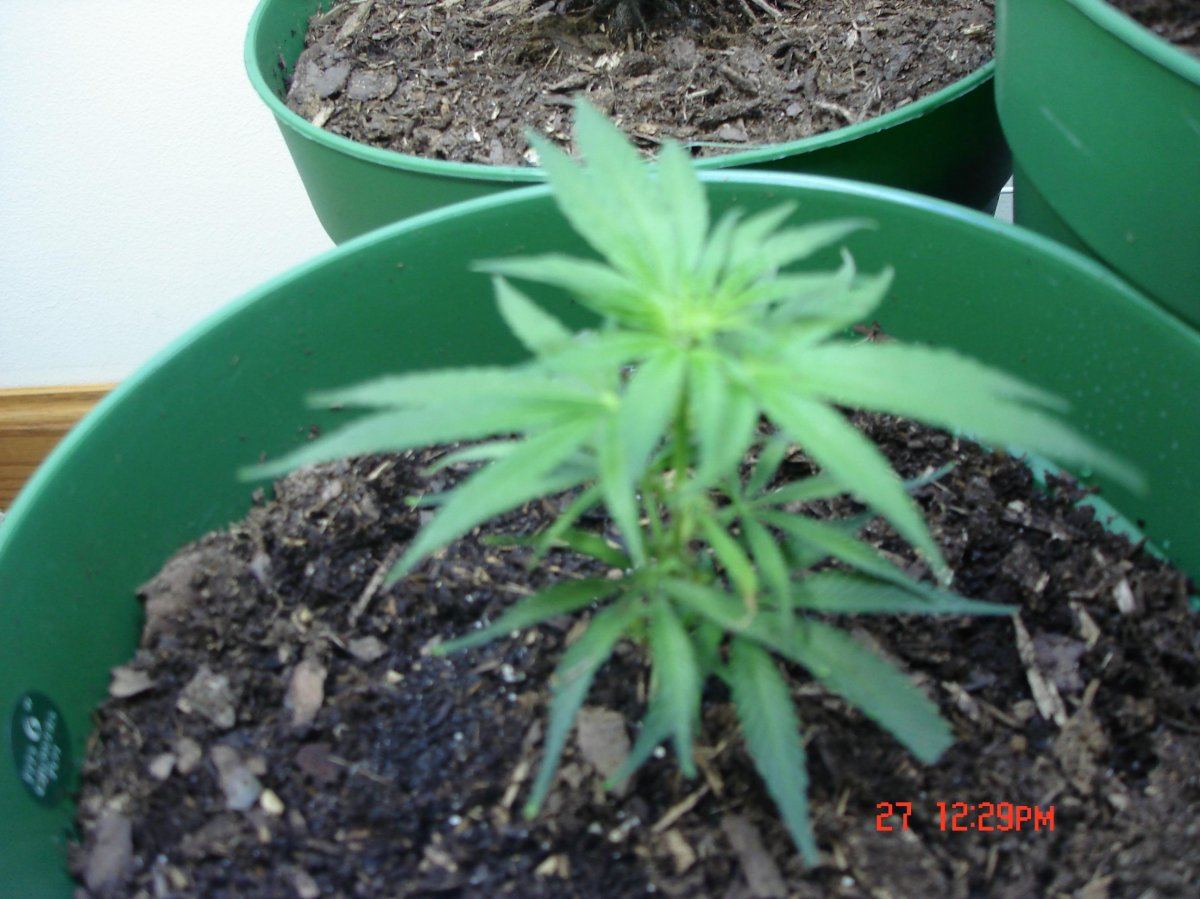 Pics of my girls the purps 3