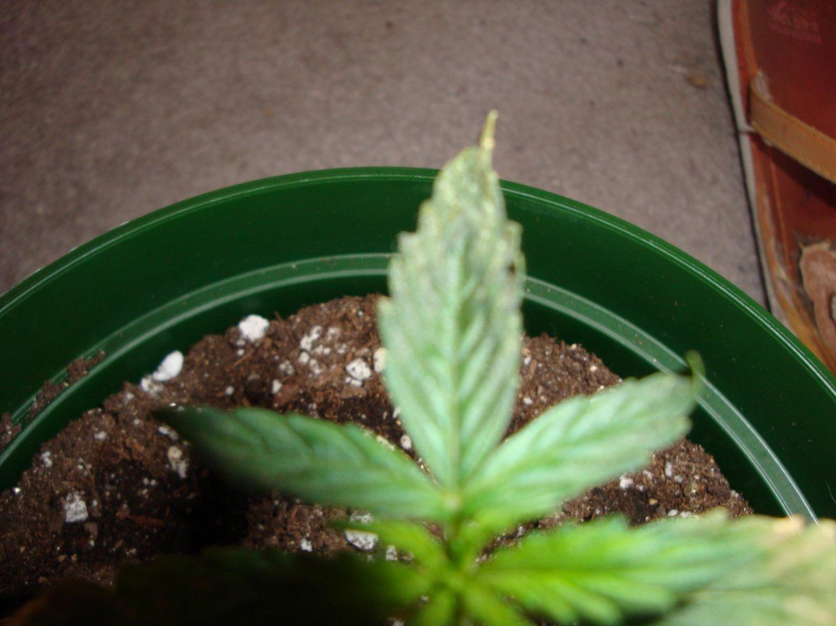 Pics of my plant 2