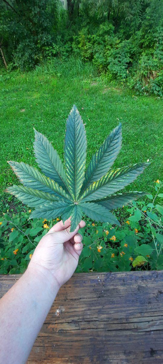 Pics of some big cannabis leaves 2