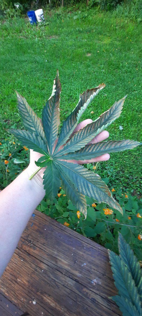 Pics of some big cannabis leaves