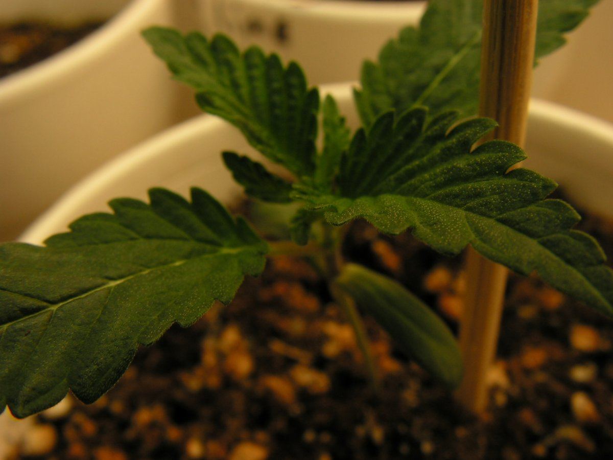 PICT0003