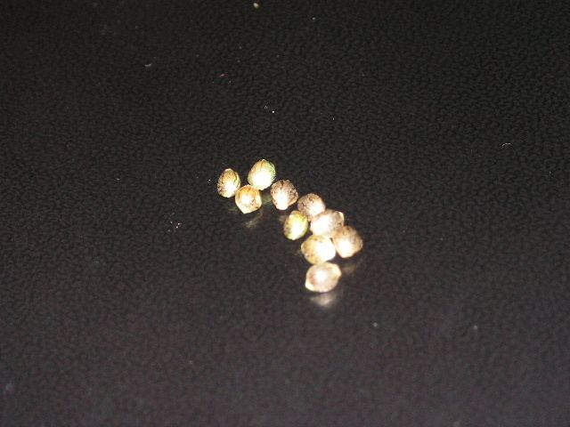 PICT0984