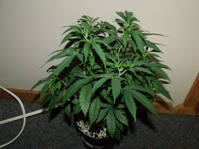 Picture 023