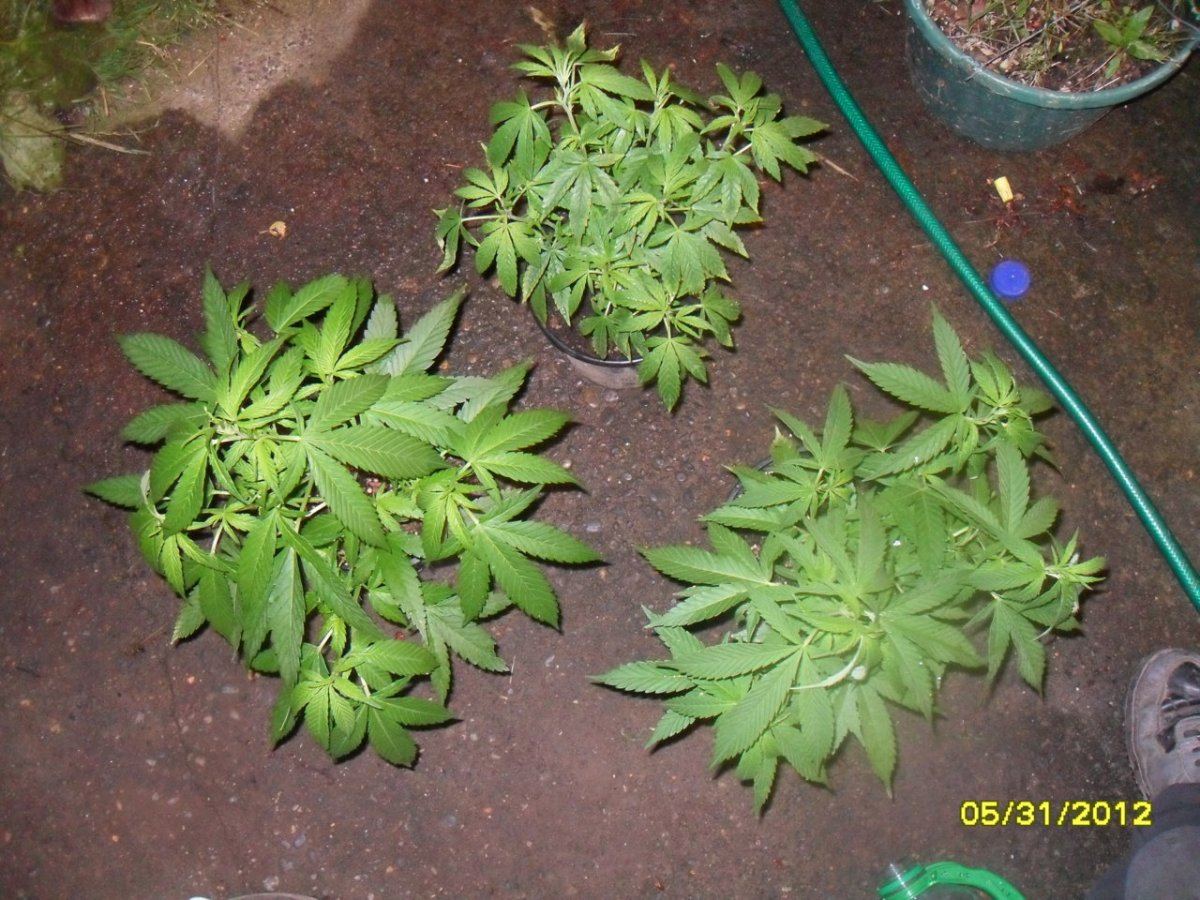 Picture 094