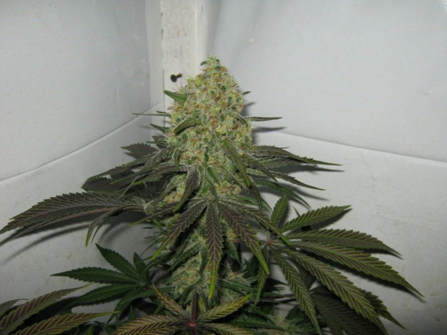 Picture20294 TF