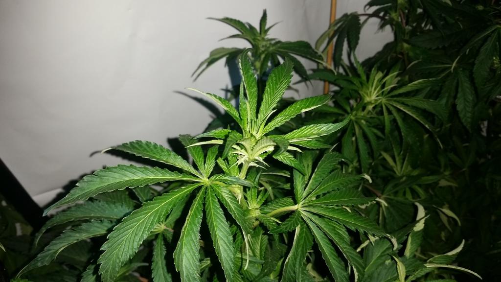 Picture 4
