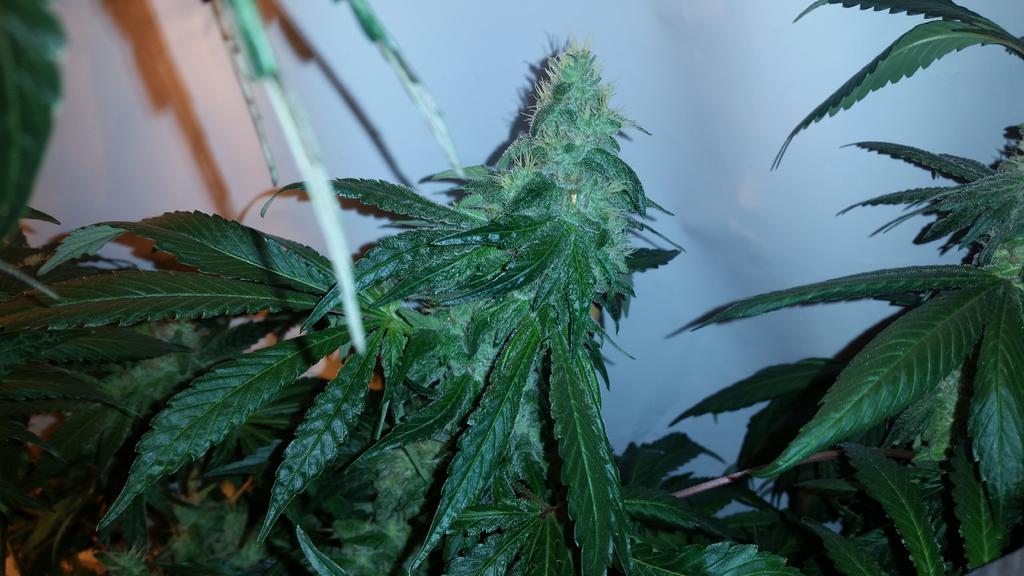 Picture 4