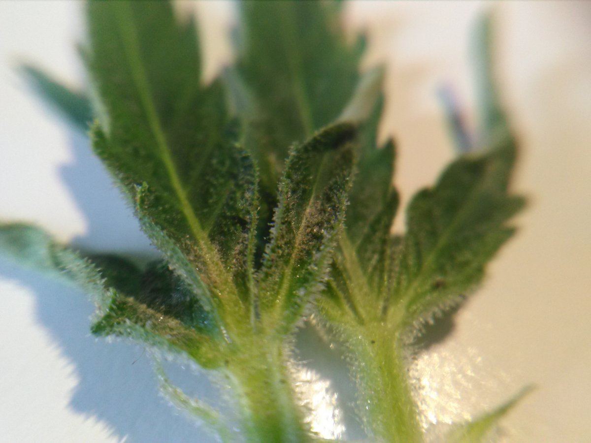 Pictures of removed leavesbuds with something wrong 2