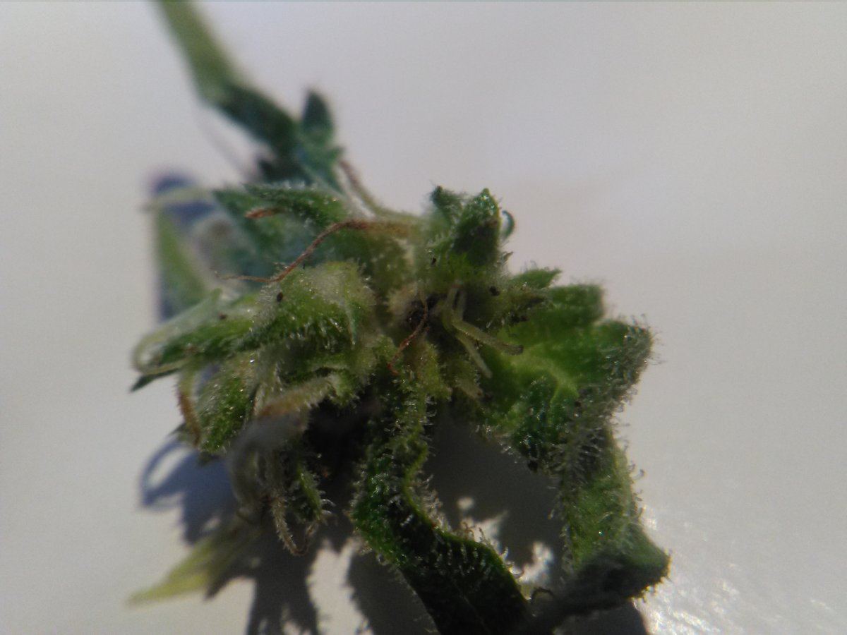 Pictures of removed leavesbuds with something wrong 3