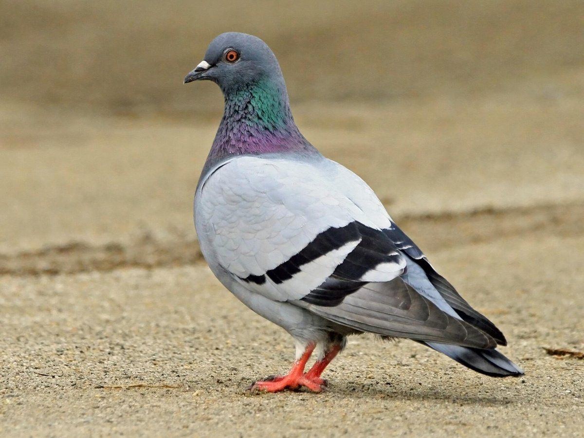 Pidgy