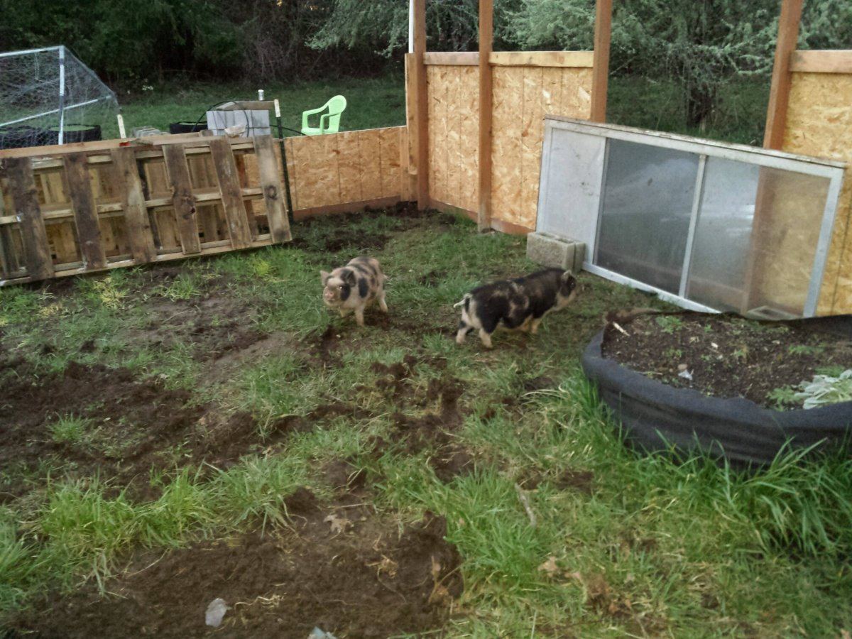 Pigs