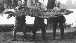 PIKE NORTHERN world record biggest fish in the world ever caught big huge fishes records large