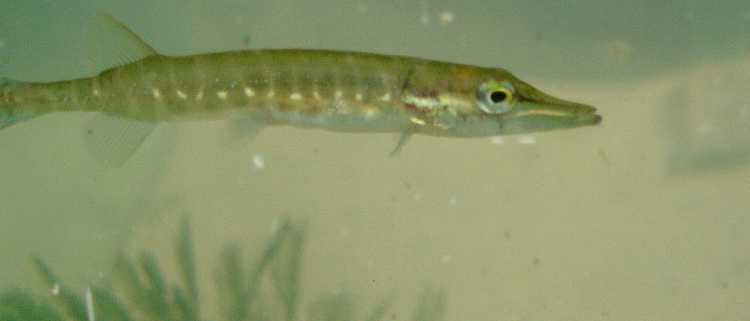 Pike fry