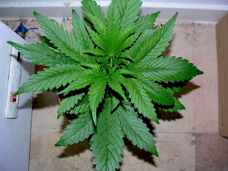 Pine Tar Kush