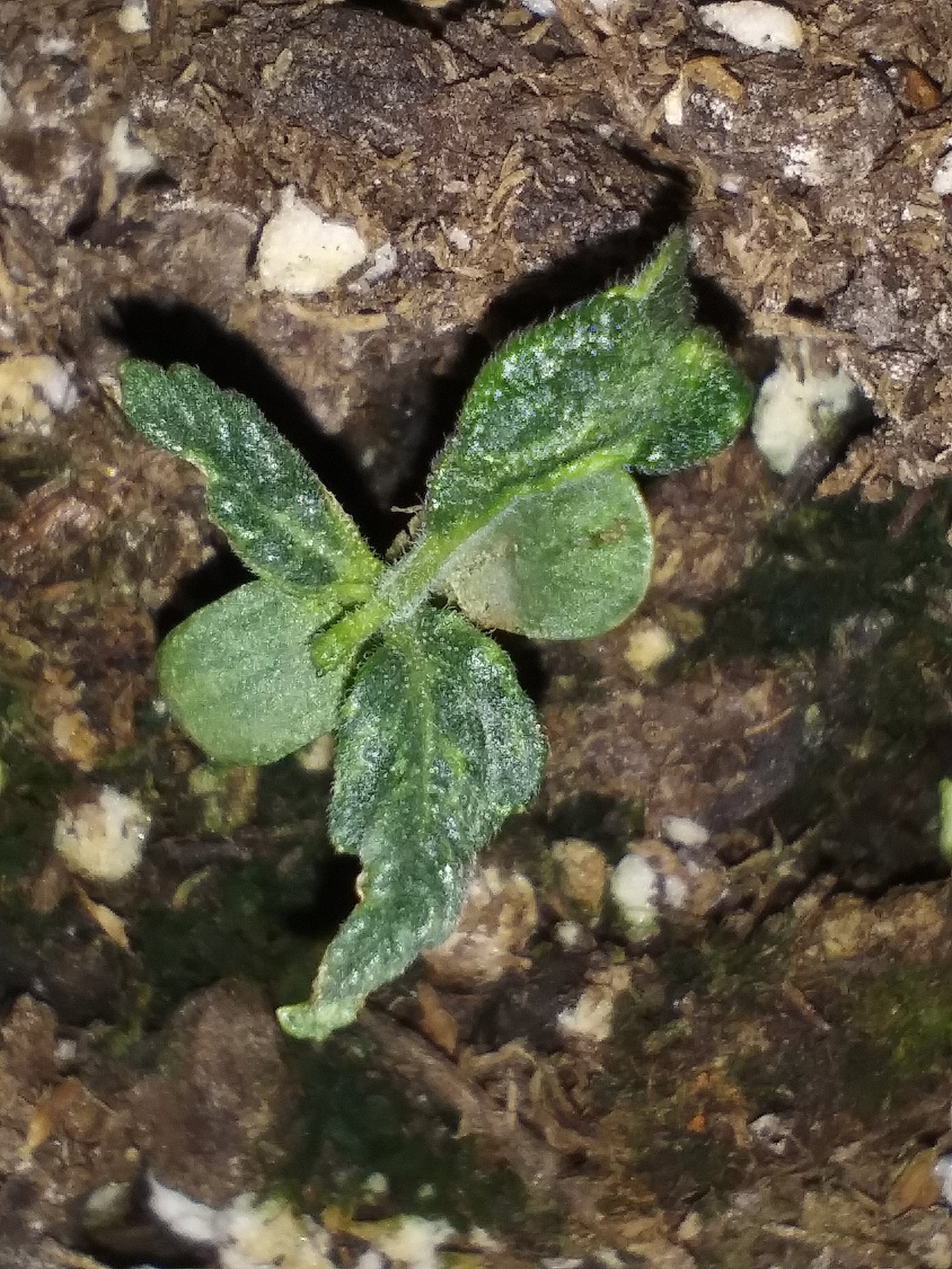Pineapple and afghan auto seedling 8 to 10 days old 3