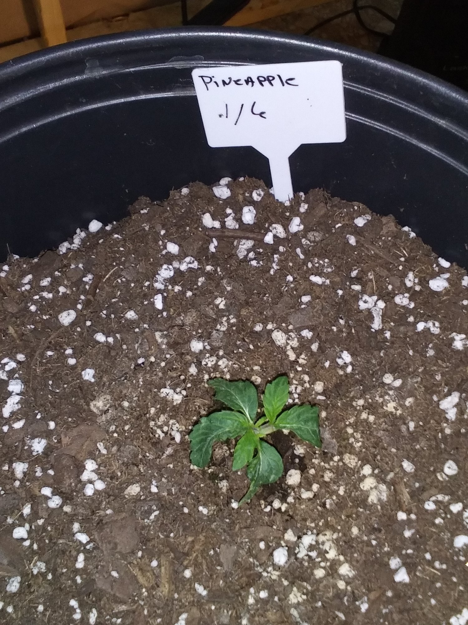 Pineapple and afghan auto seedling 8 to 10 days old 6