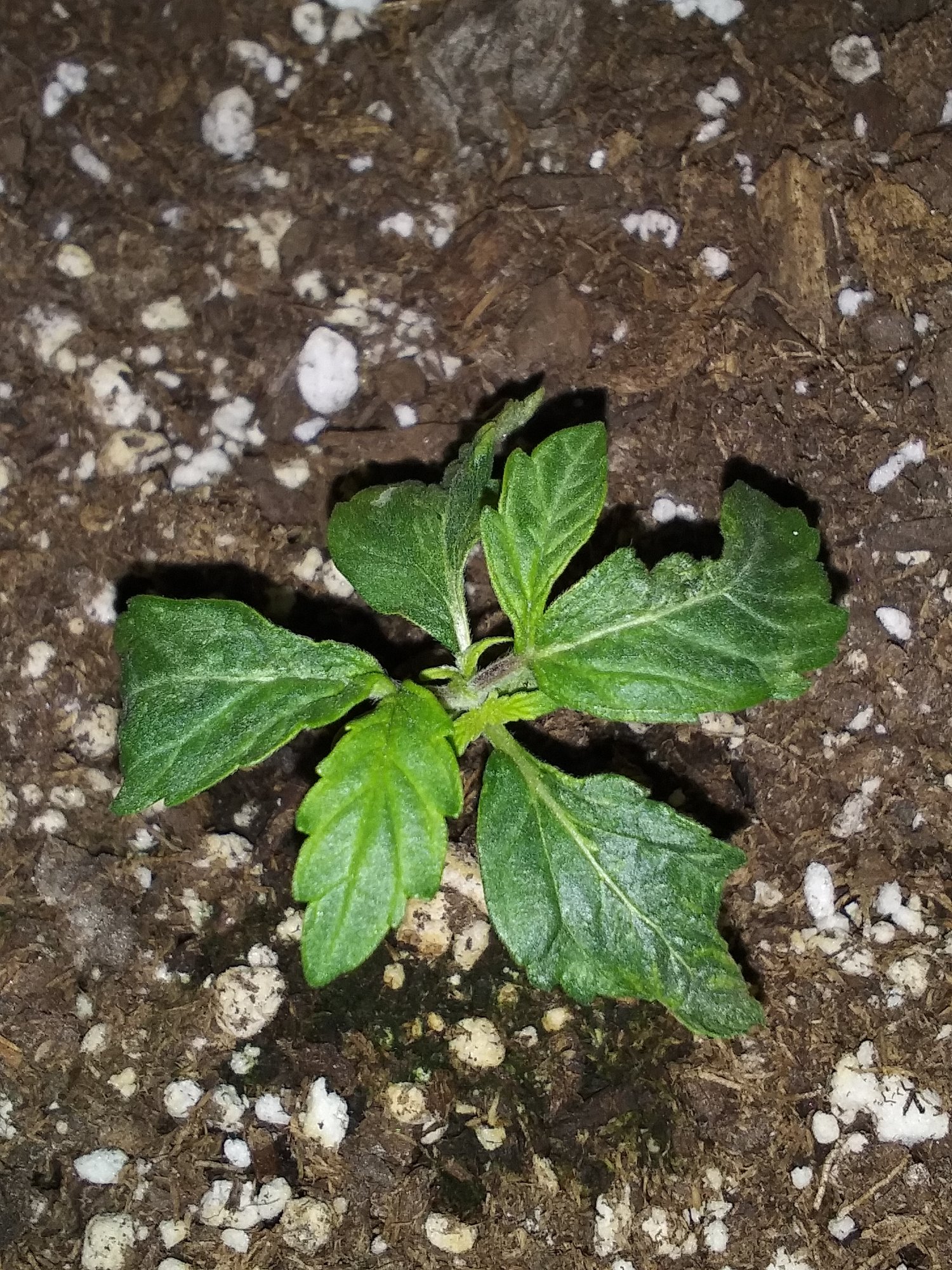 Pineapple and afghan auto seedling 8 to 10 days old 7