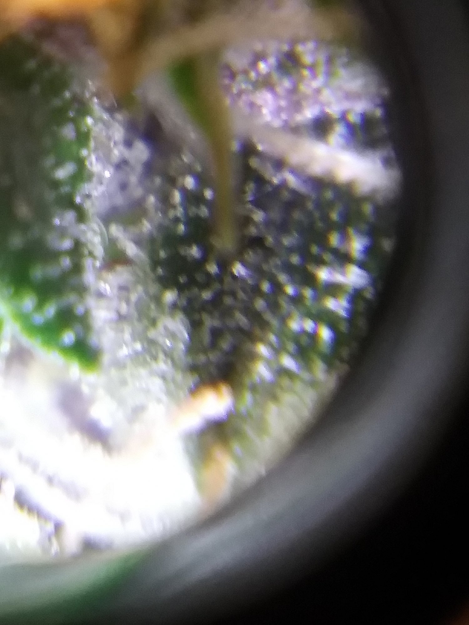 Pineapple auto ending of week nine trichs is she ready 2
