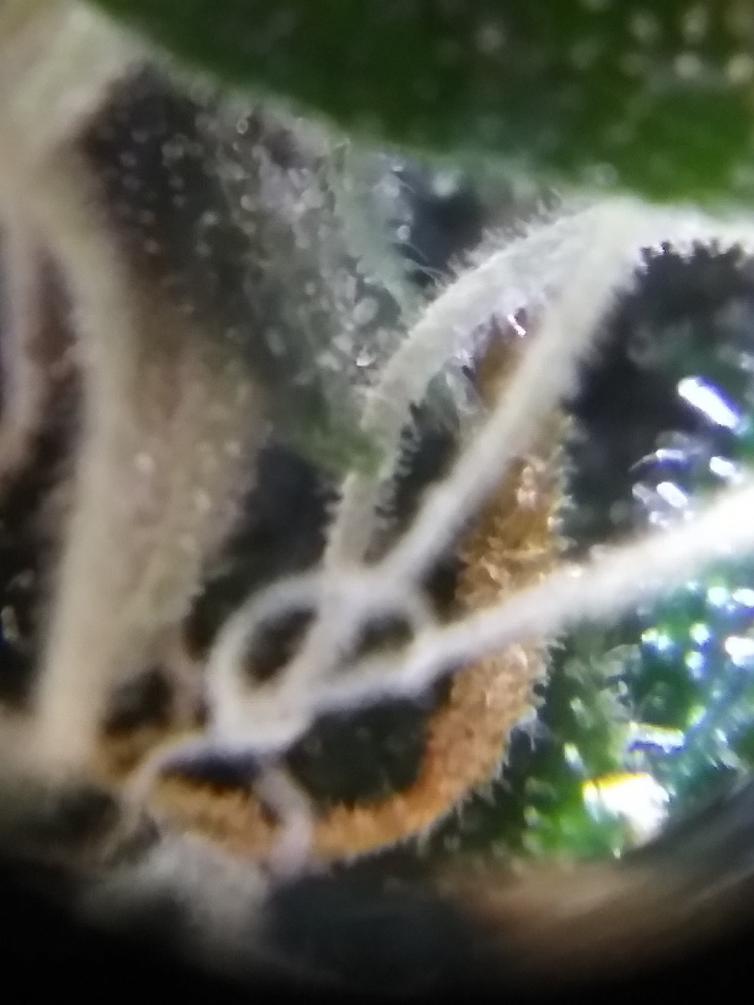 Pineapple auto ending of week nine trichs is she ready 3
