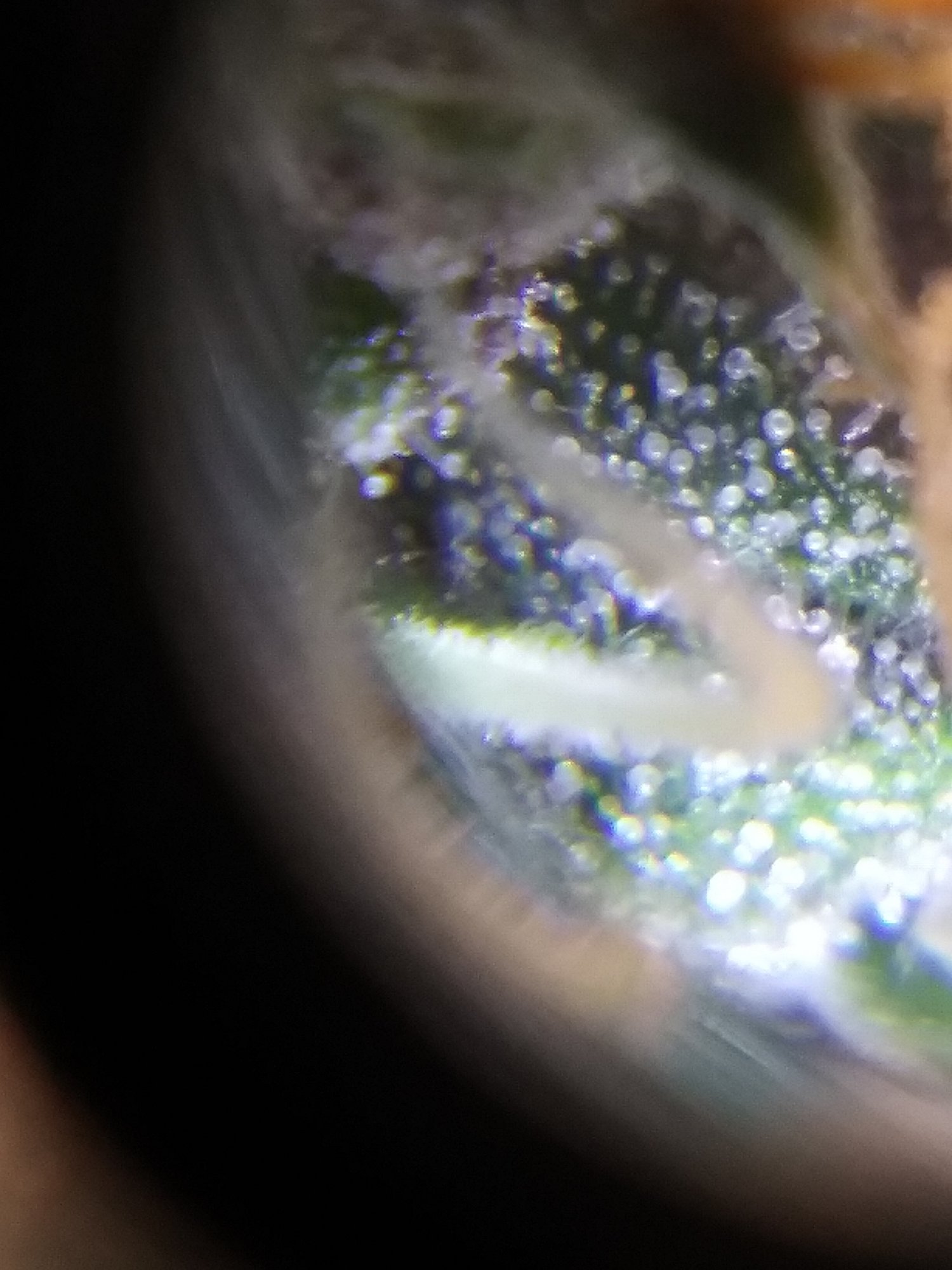Pineapple auto ending of week nine trichs is she ready 4