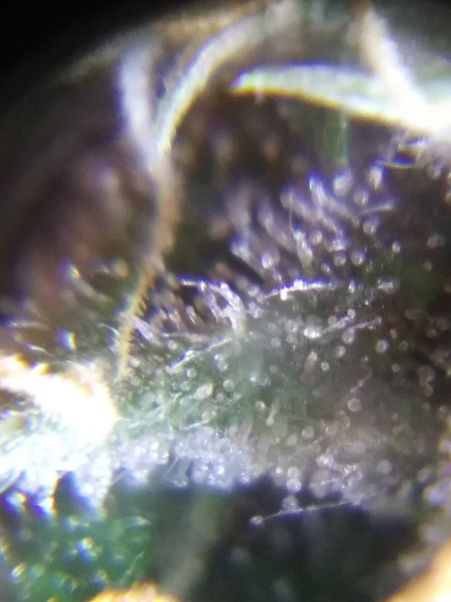 Pineapple auto ending of week nine trichs is she ready 5