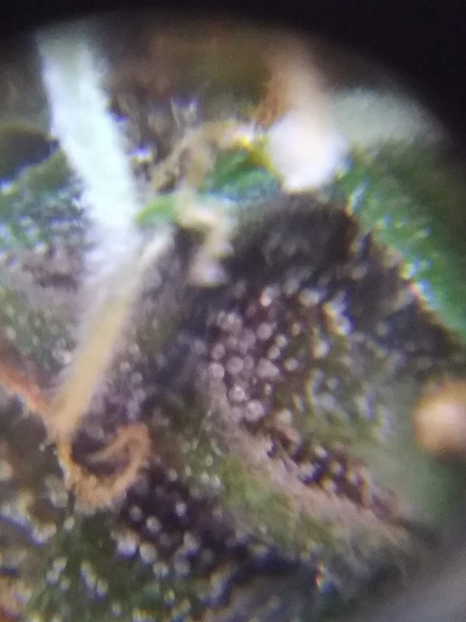 Pineapple auto ending of week nine trichs is she ready 6