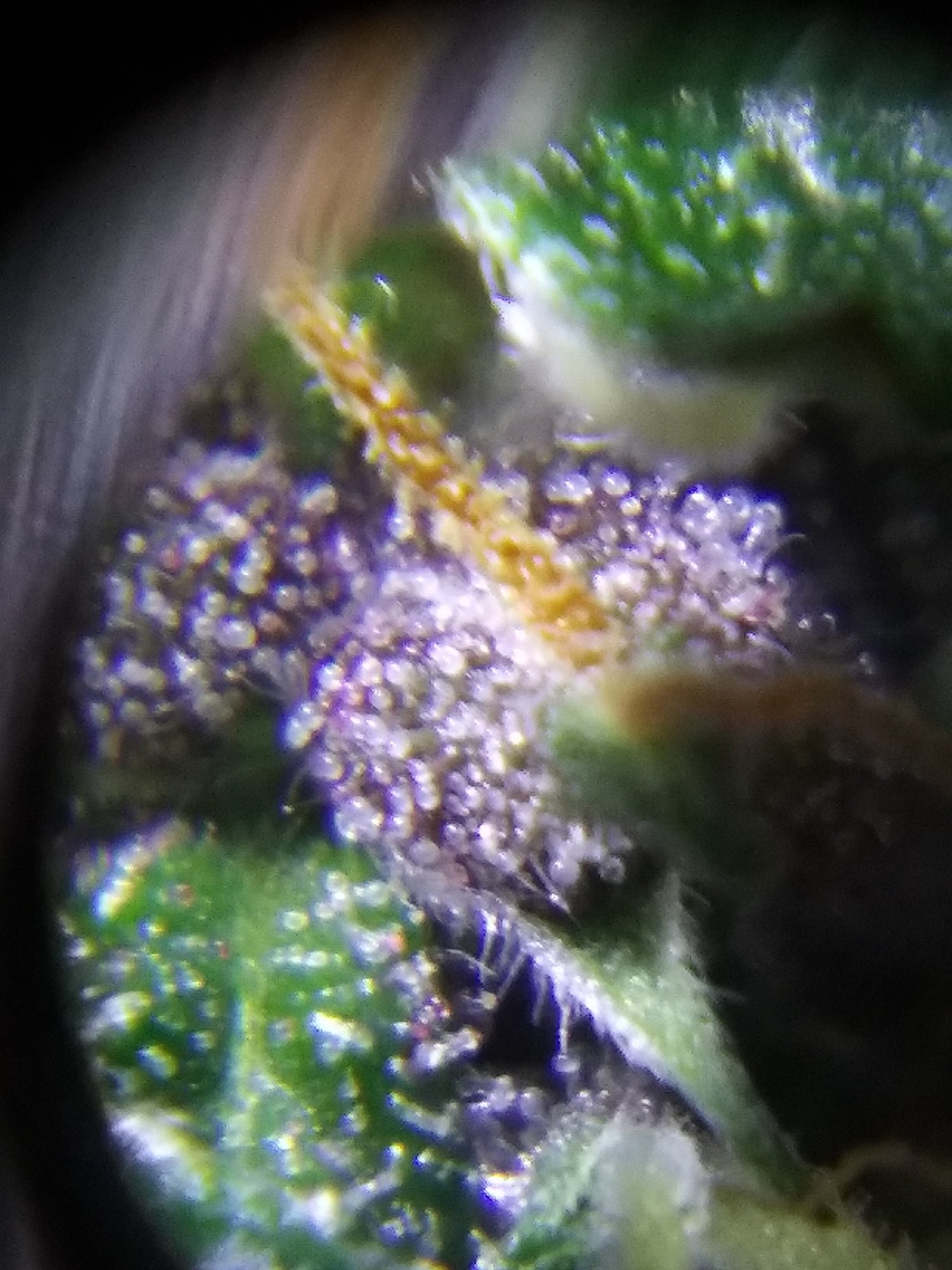 Pineapple auto ending of week nine trichs is she ready 7