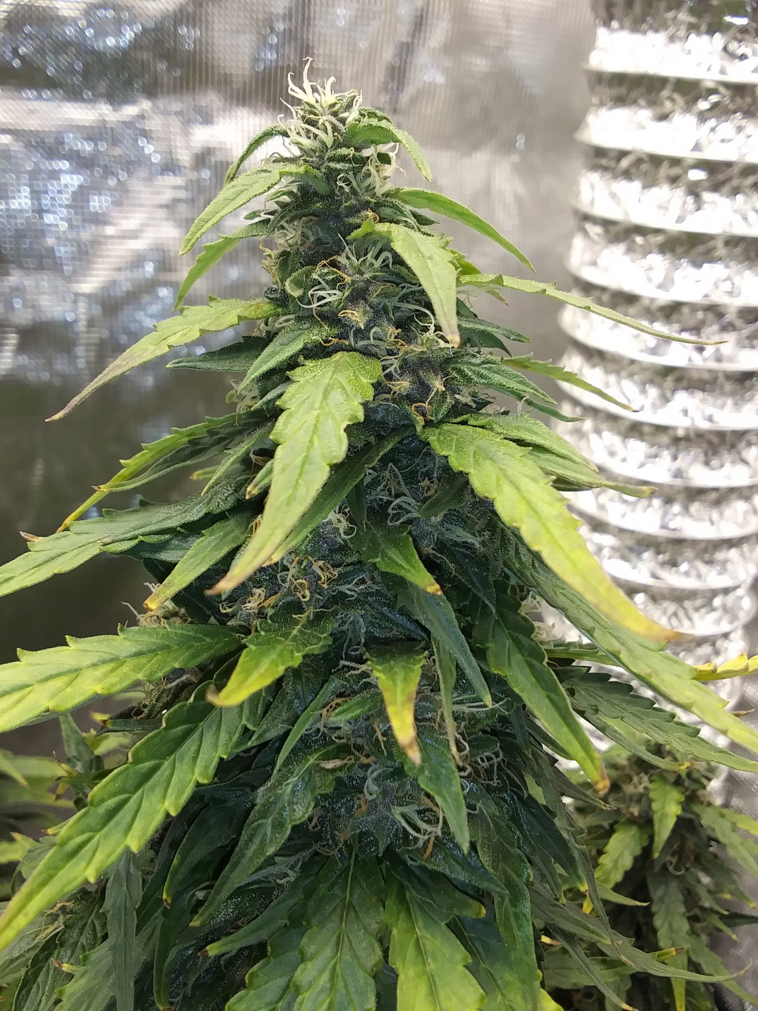 Pineapple auto ending of week nine trichs is she ready 8