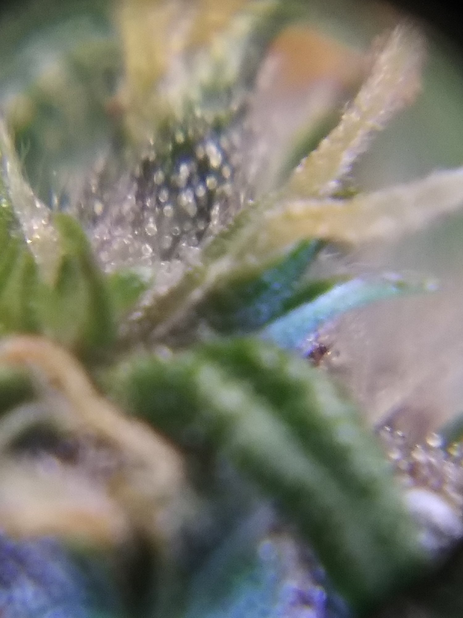 Pineapple auto ending of week nine trichs is she ready