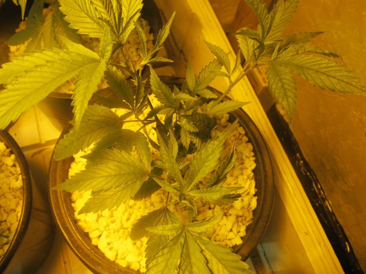 Pineapple Cheese