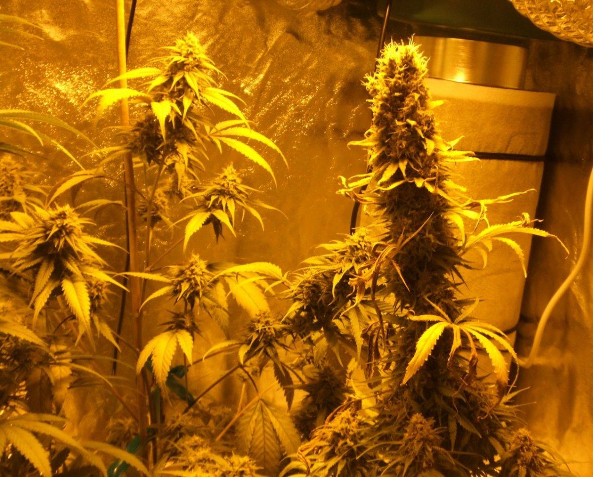 Pineapple chunk 70 days 2