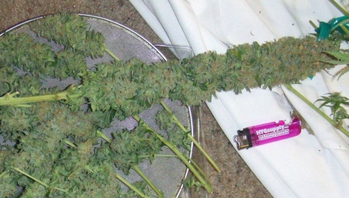 Pineapple chunk 70 days