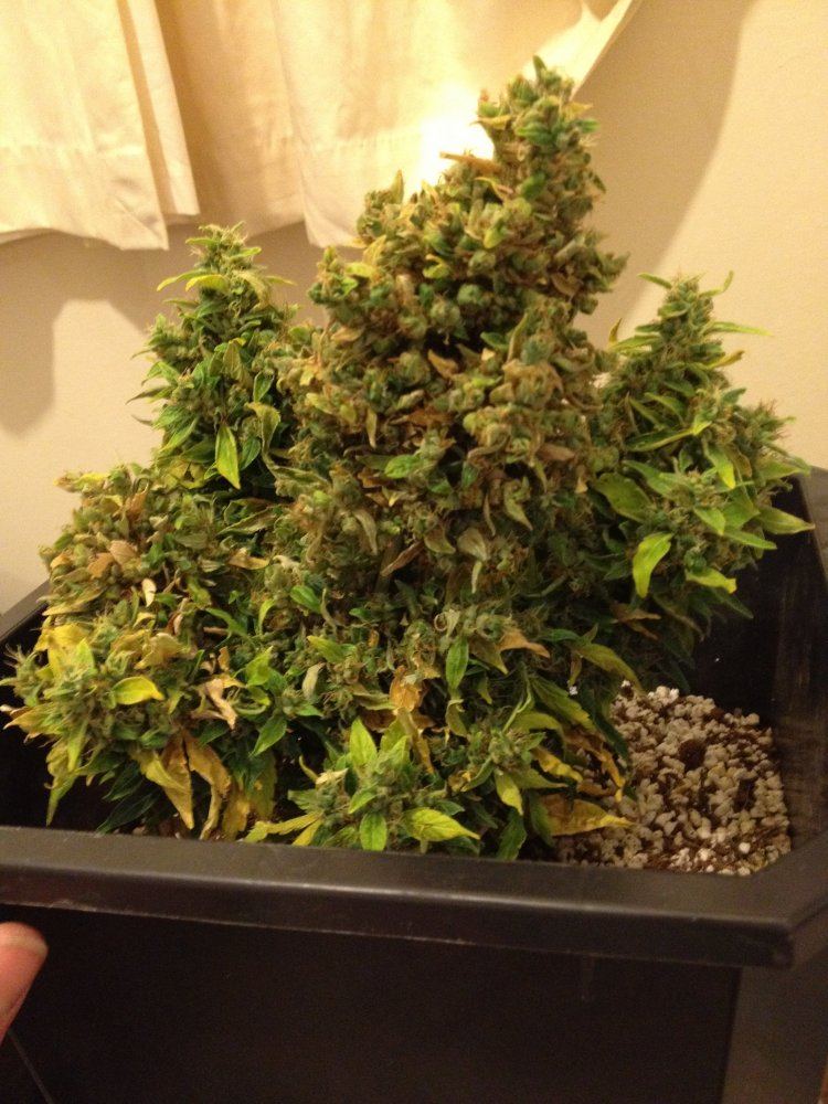 Pineapple express stealth grow 3