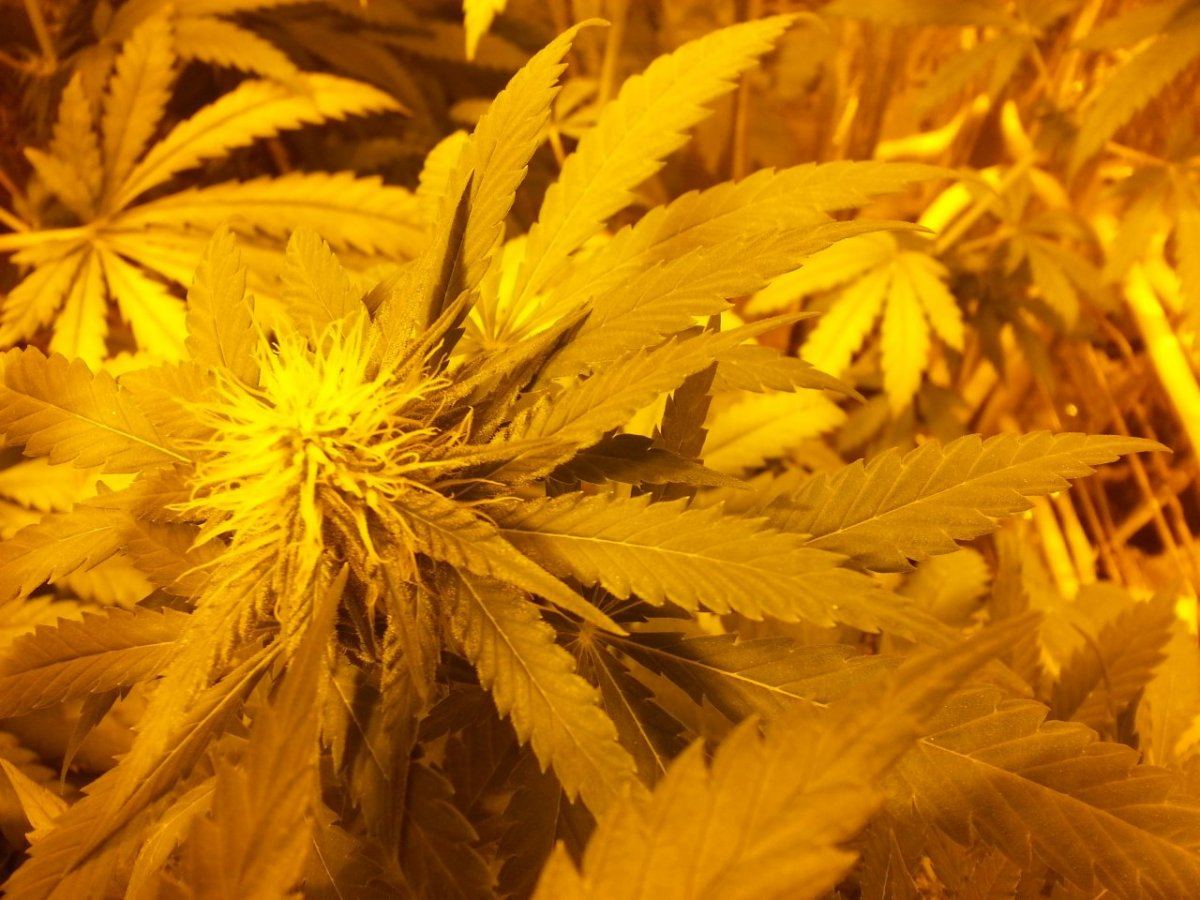Pineapple express yellowing in super soil 3