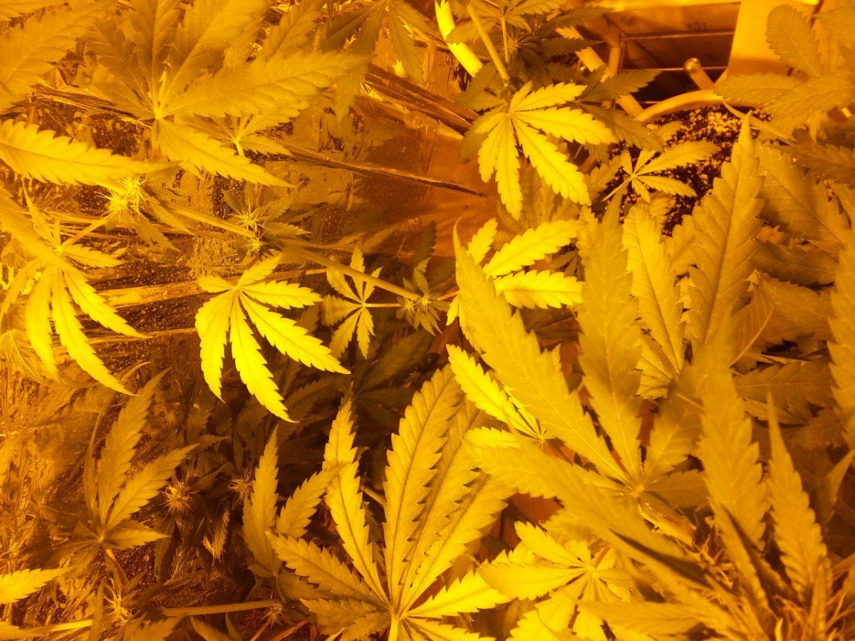 Pineapple Express yellowing in super soil? - THCFarmer