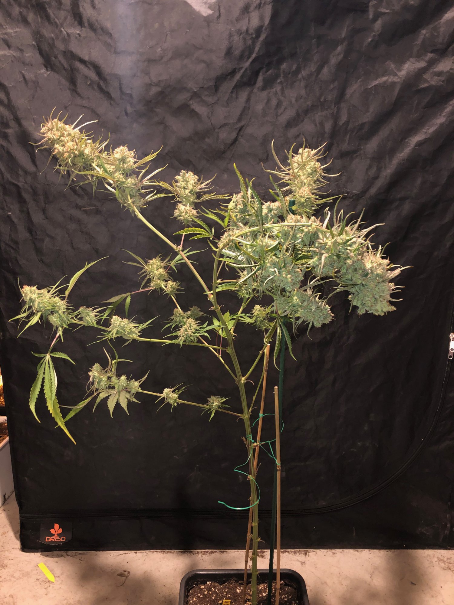 Pineapple fields peyote pancake blueberry quintessa etc 3