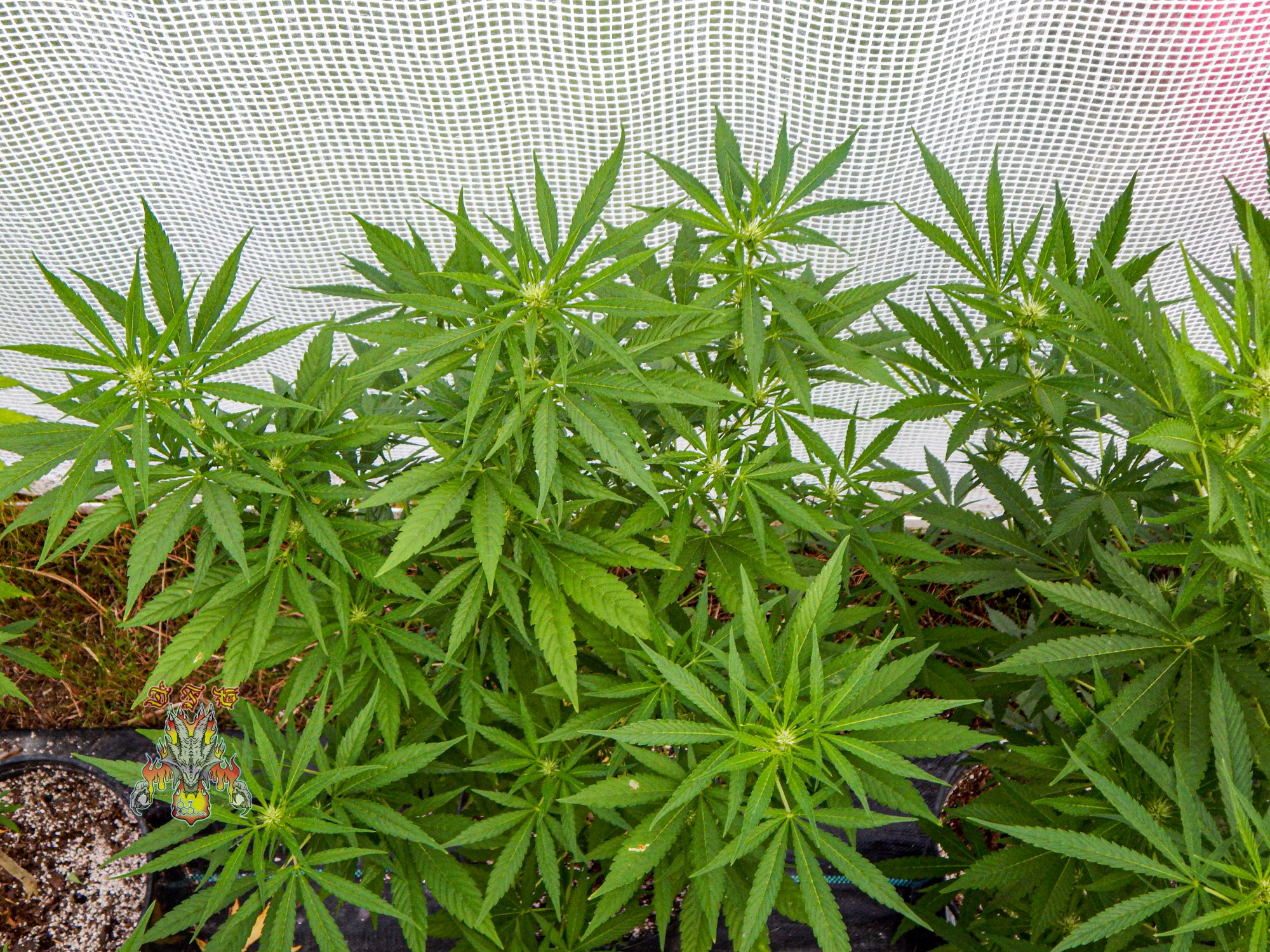 Pineapple malawi day 23 2