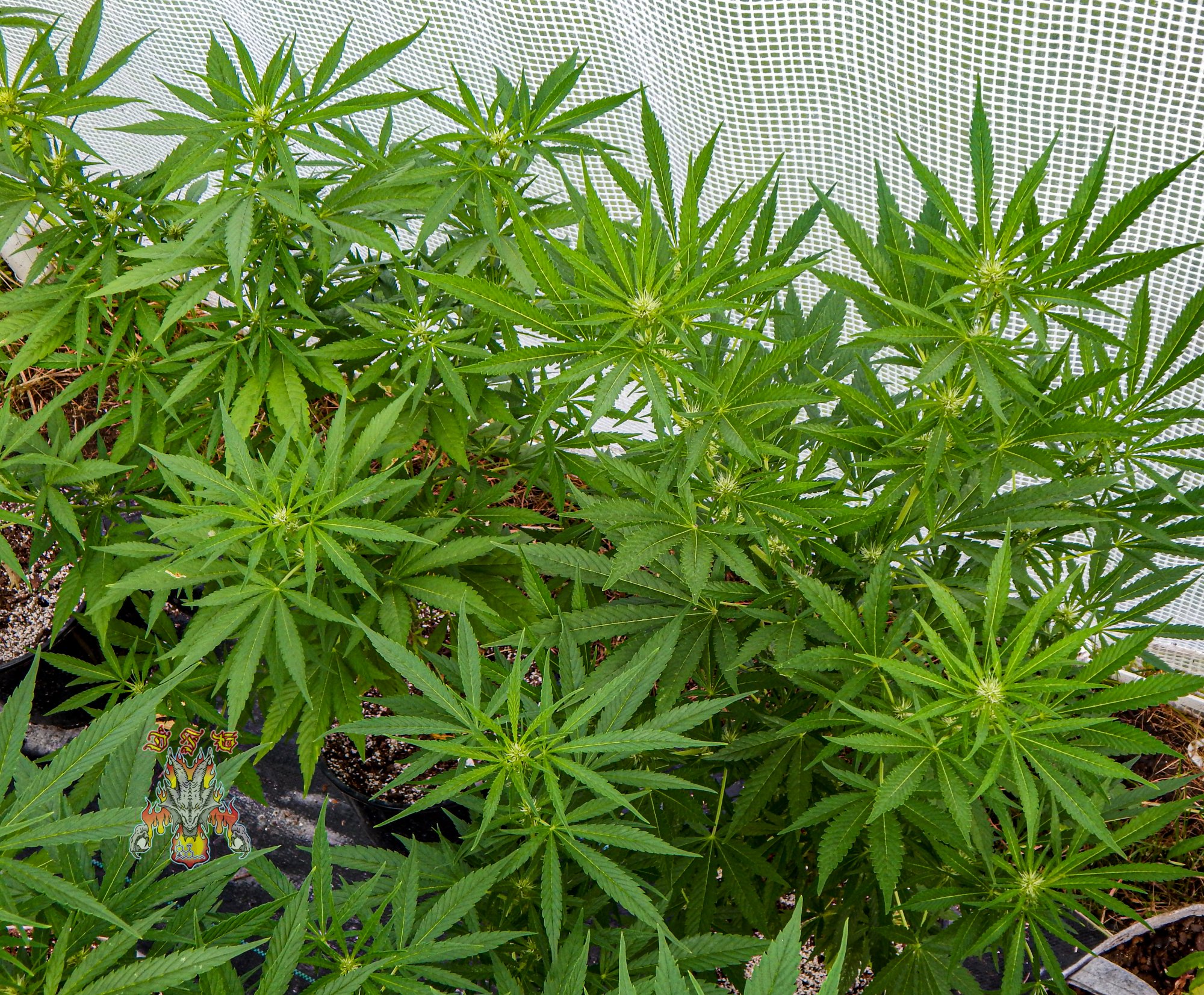 Pineapple malawi day 23 3